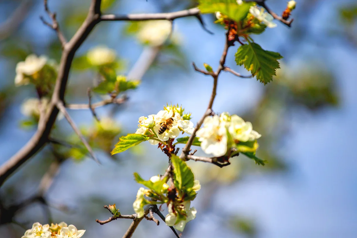 Blossoming Washington hawthorn tree