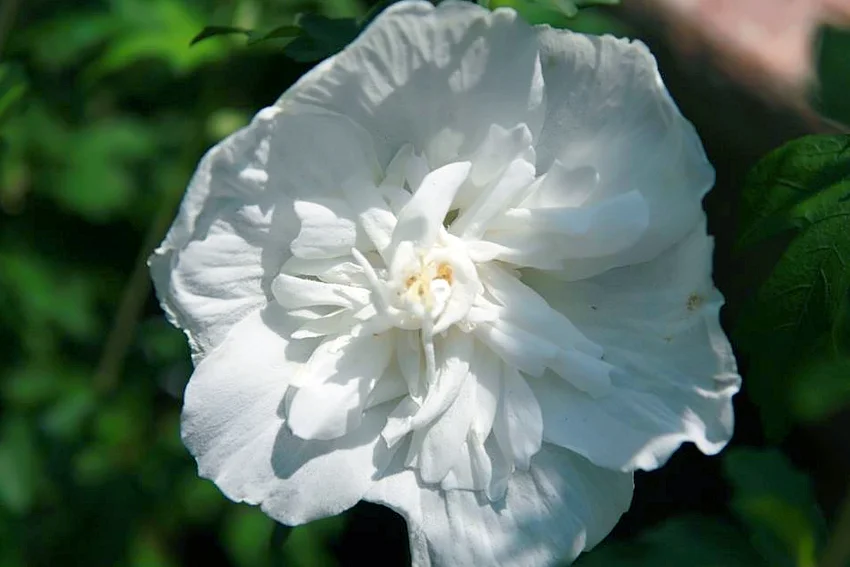Hibiscus Syriacus White Chiffon