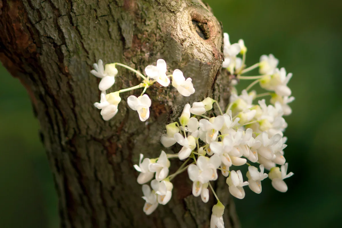 White Redbud Tree Trunk Covered with Flowers