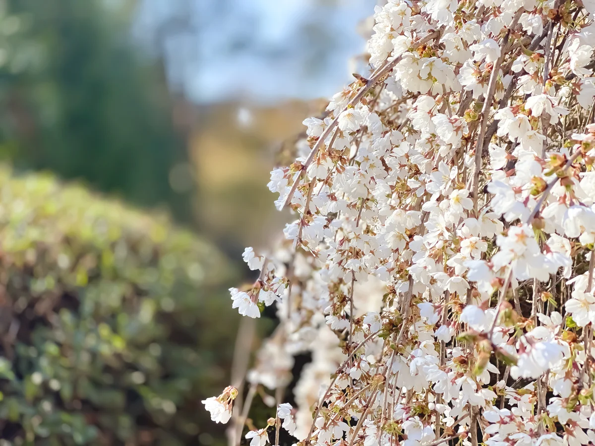 Cascading weeping cherry tree in bloom in early spring