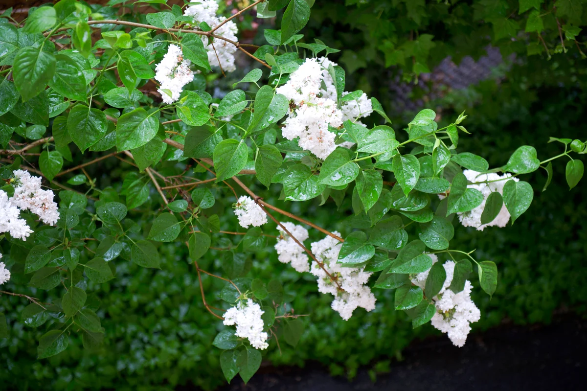 Flowers and leaves of Syringa vulgaris