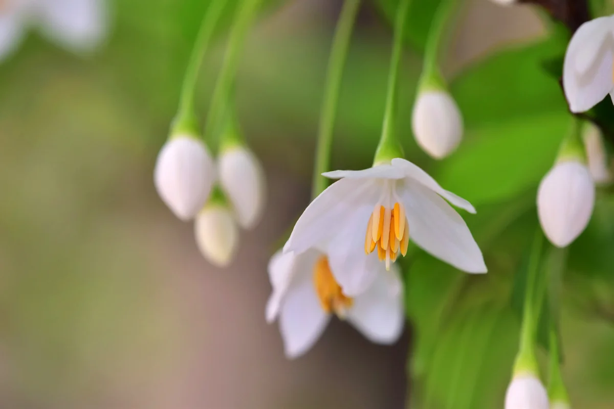 Elegant Japanese Snowbell