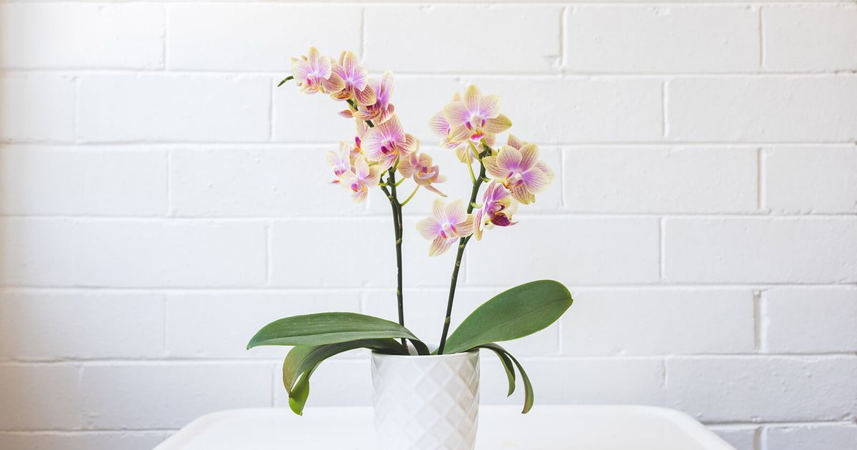 How to Care for Orchids Indoors: An Easy Guide