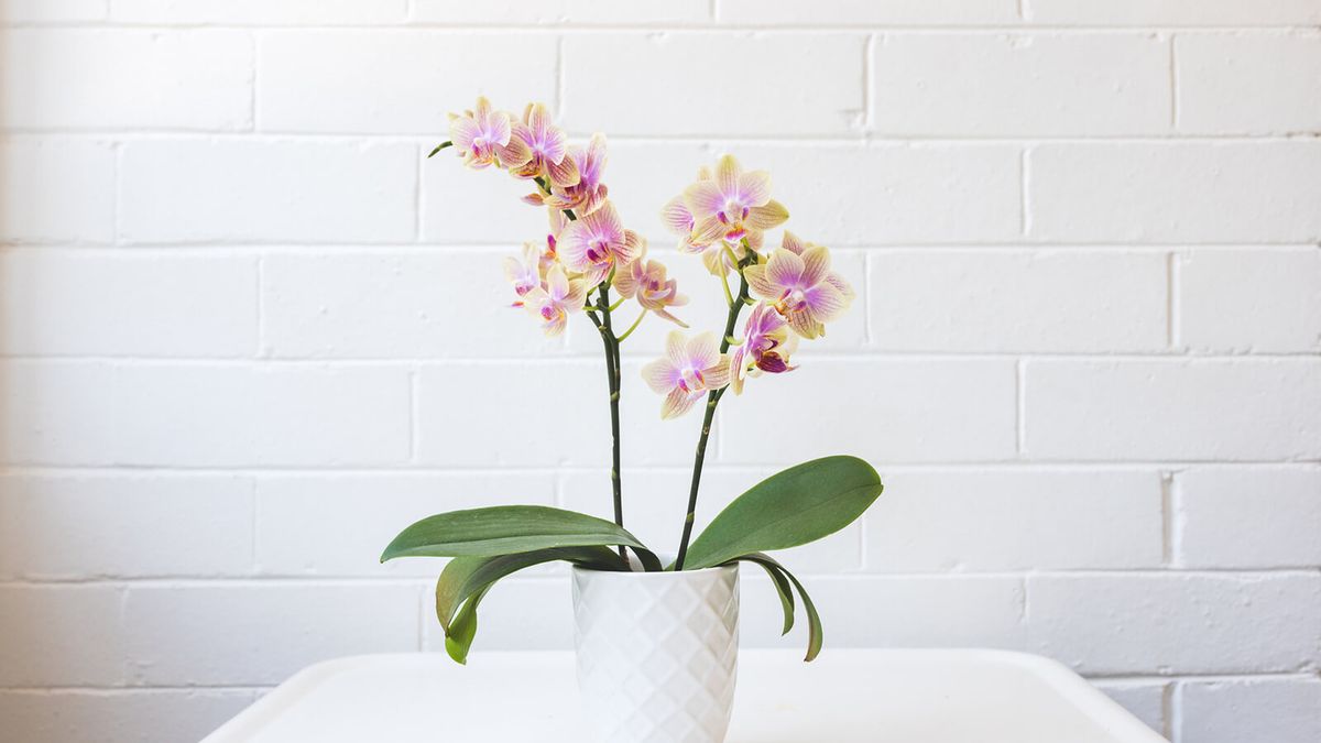 How to Care for Orchids Indoors: An Easy Guide