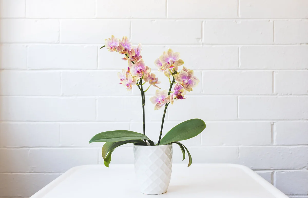 Yellow And Purple Phalaenopsis Orchid