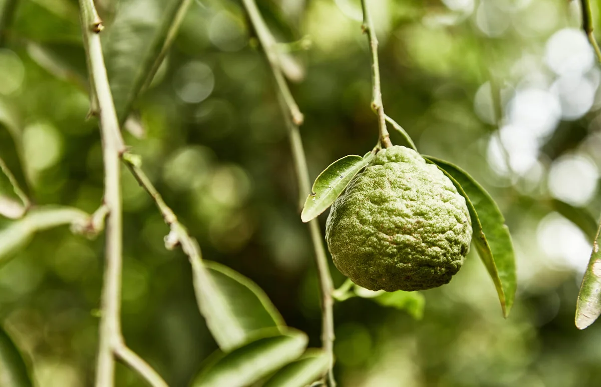 Citrus aurantium var. aurantium, Bouquetier, Sour orange