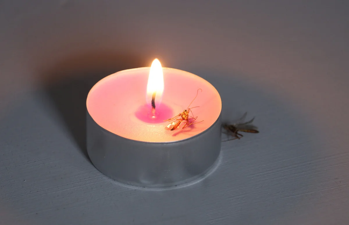 Butterfly flies on the flame of a candle
