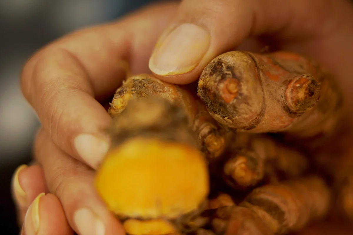 Close-up of female hands holding fresh root turmeric. Fingernails stained yellow from cutting turmeric.