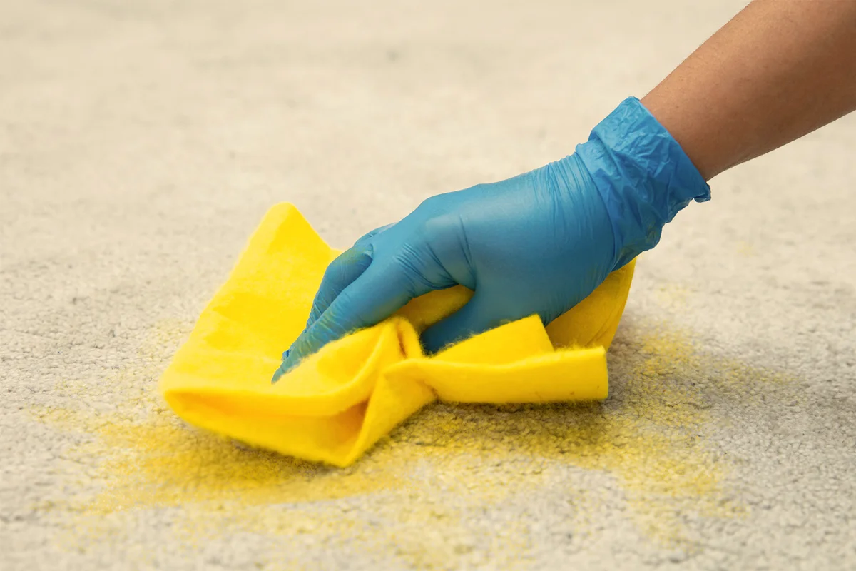 Woman in blue gloves cleaning carpet