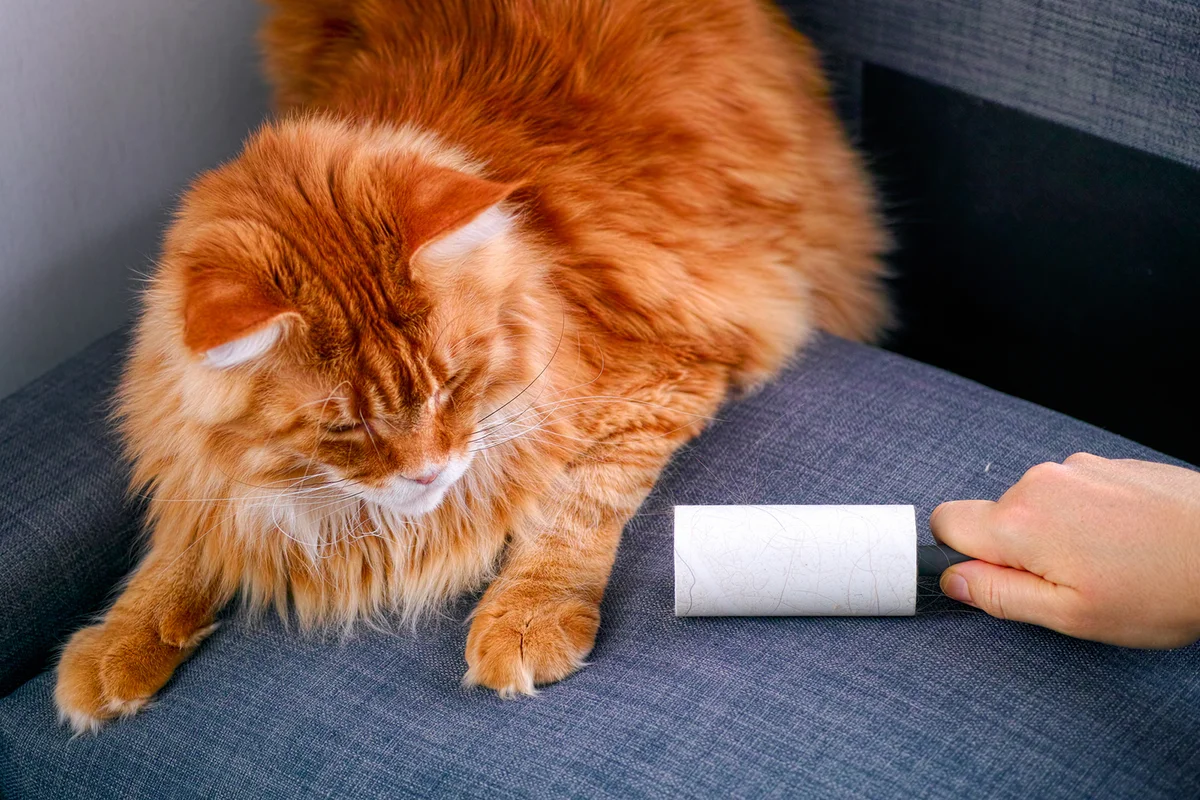 Woman hand with Lint roller removing animal hair