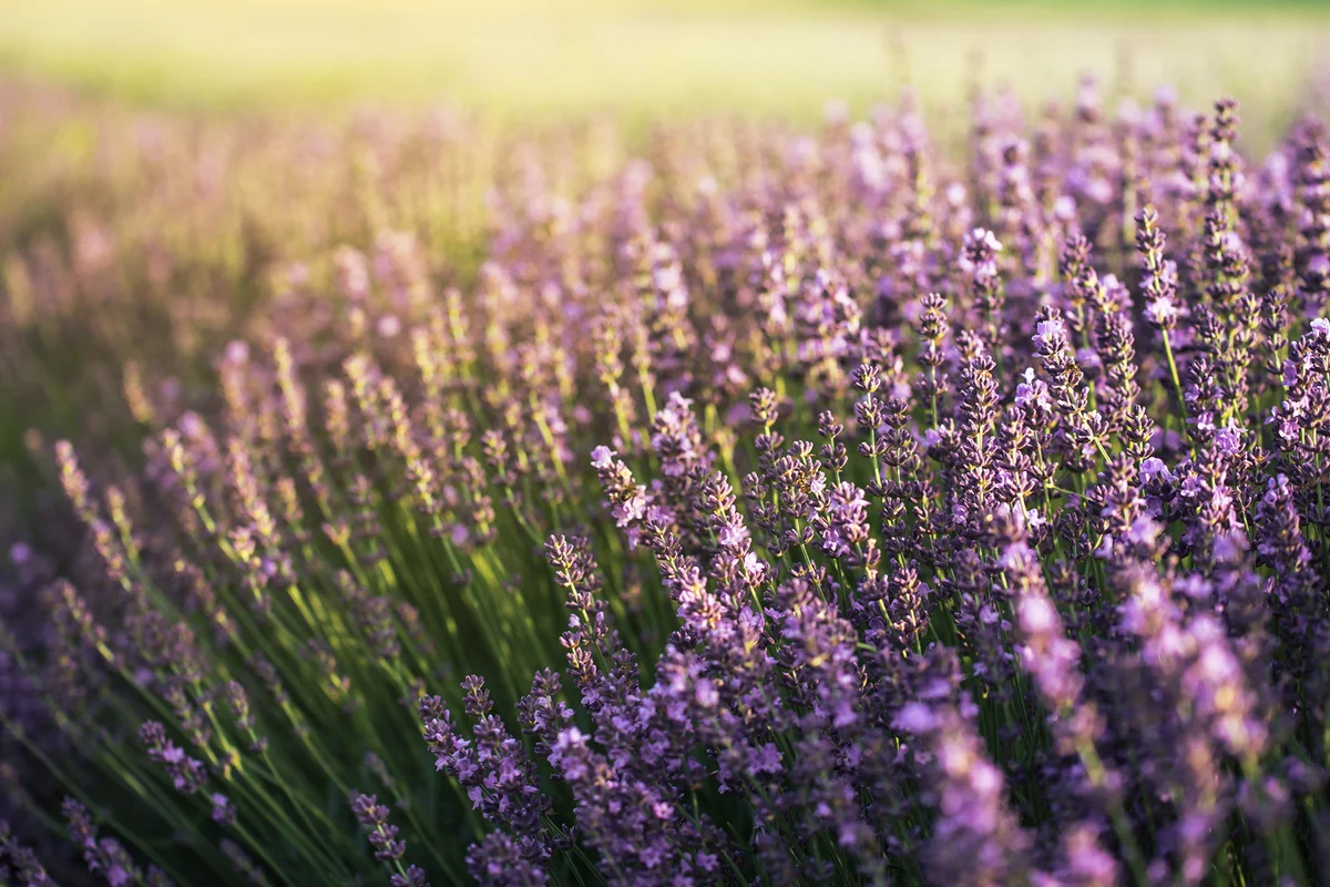 lavender field in summer