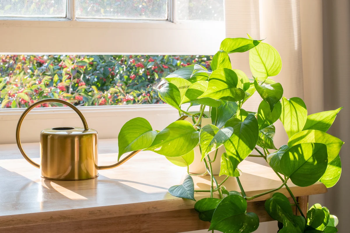 Indoor Golden pothos houseplant next to a watering can