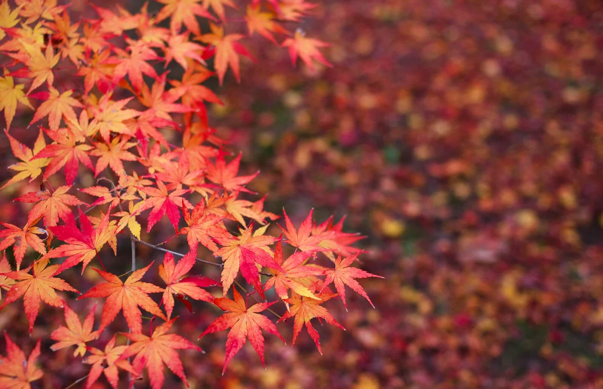 Japanese Maple Tree