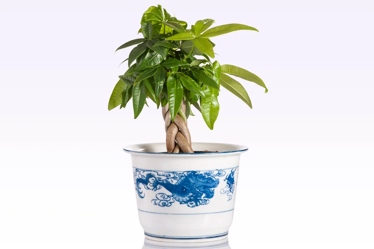 Pachira plant on white background