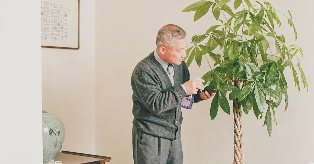 buy prince of orange philodendron Prince of Orange Philodendron  Hey Rooted
