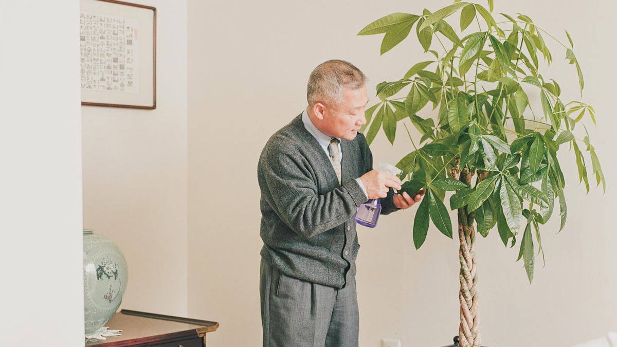 madagascar house plants Buy Pachypodium Madagascar Palm main image 0
