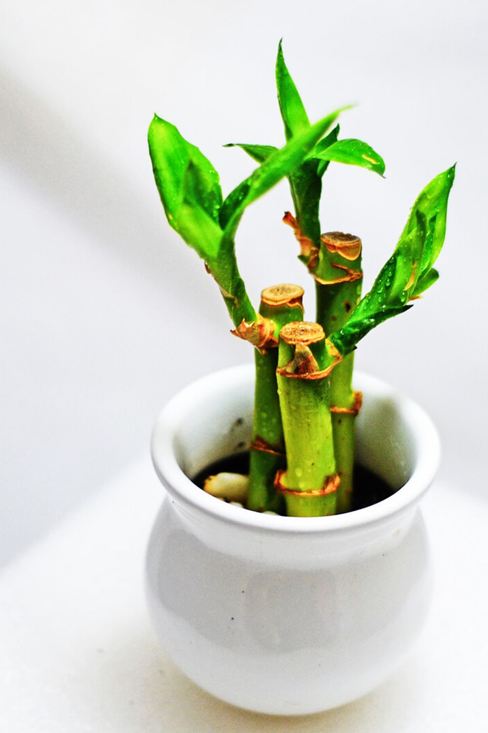 succulent desert rose Succulent Adenium Obesum Desert Rose - Drought Tolerant Indoor Plants main image 0