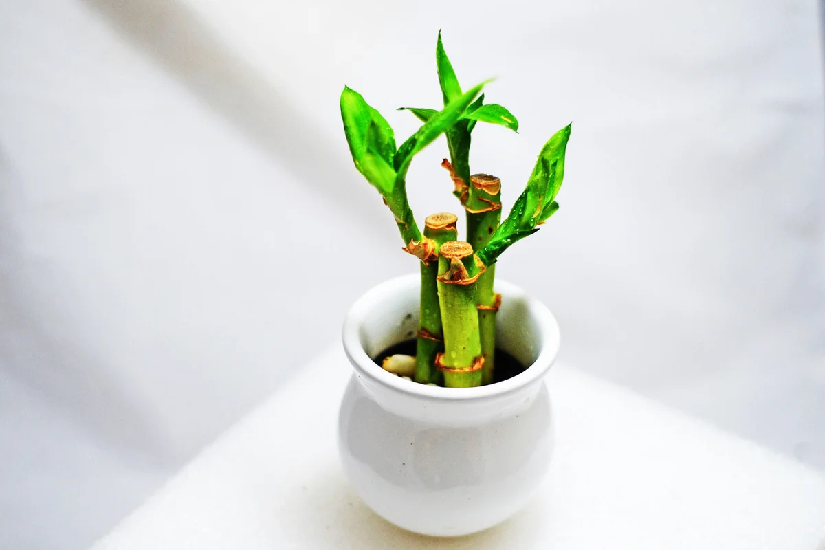 lucky bamboo plant trip in a decorative white pot