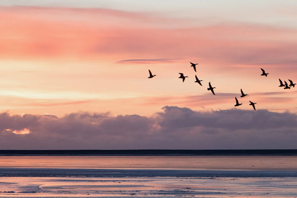 Group of ducks flying over the sea with morning sunrise in background