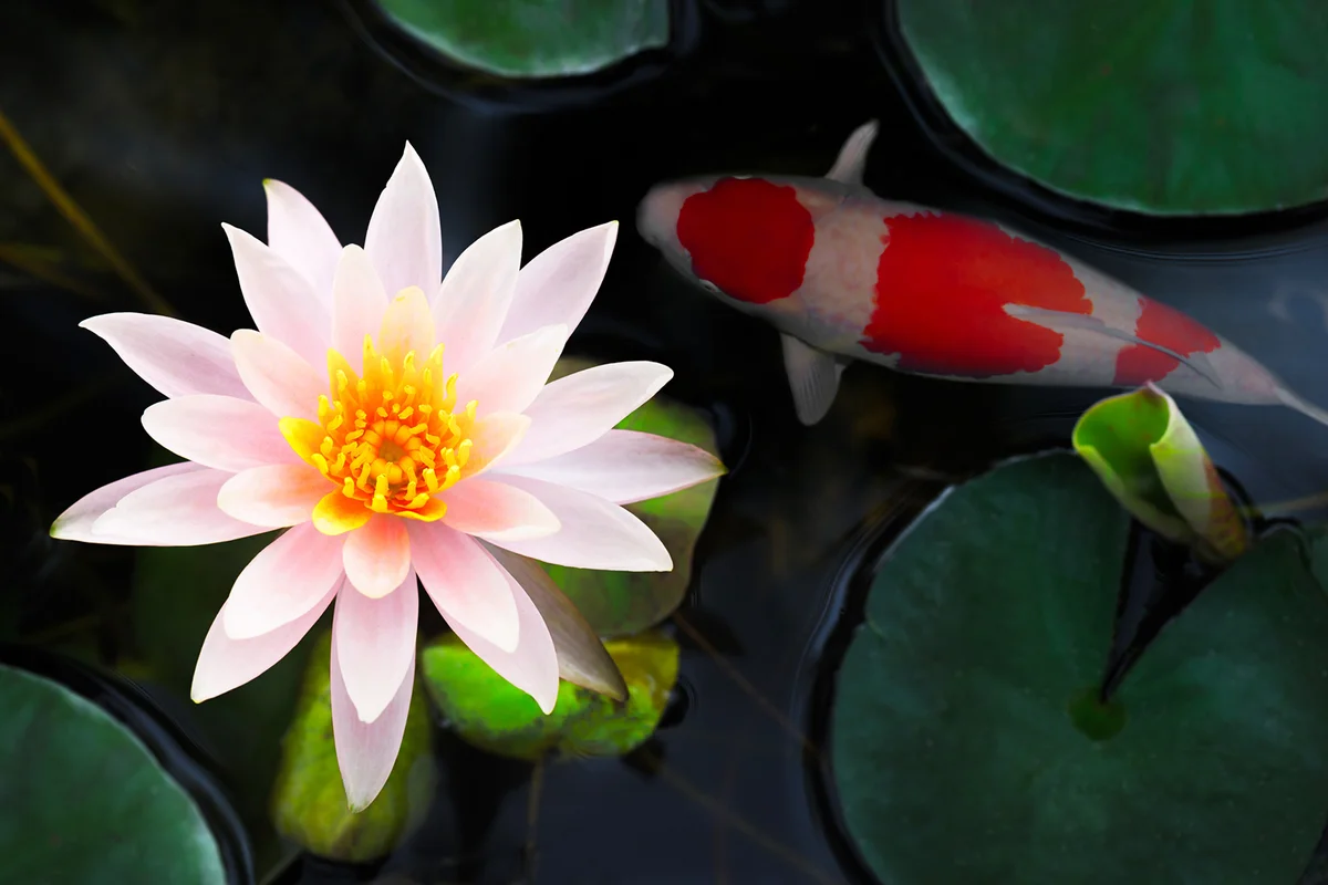 Beautiful pink waterlily or lotus flower in koi pond