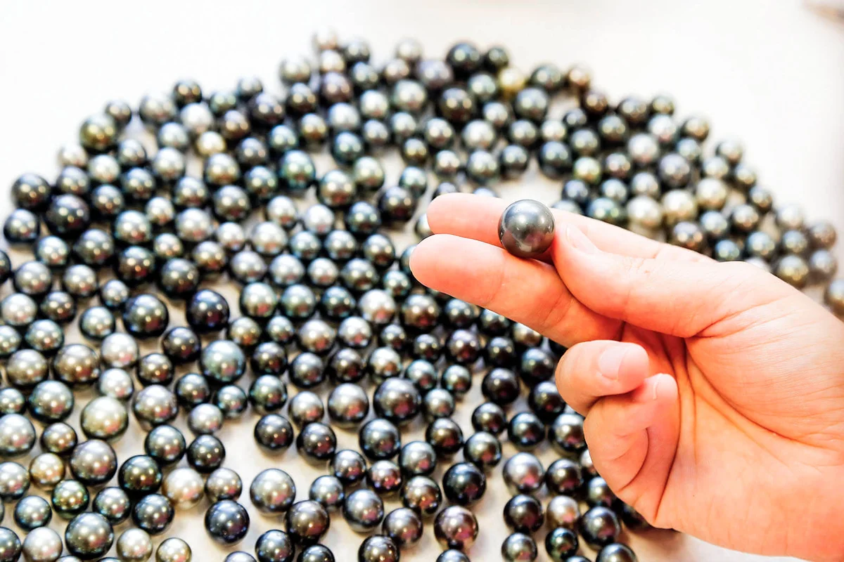 all the cultured pearls go through x-ray inspection before legal export | Getty Editorial Use
