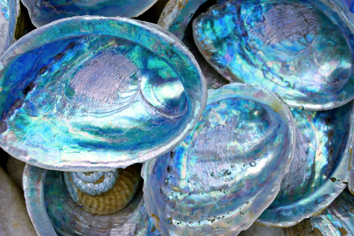 Mother of Perl shells