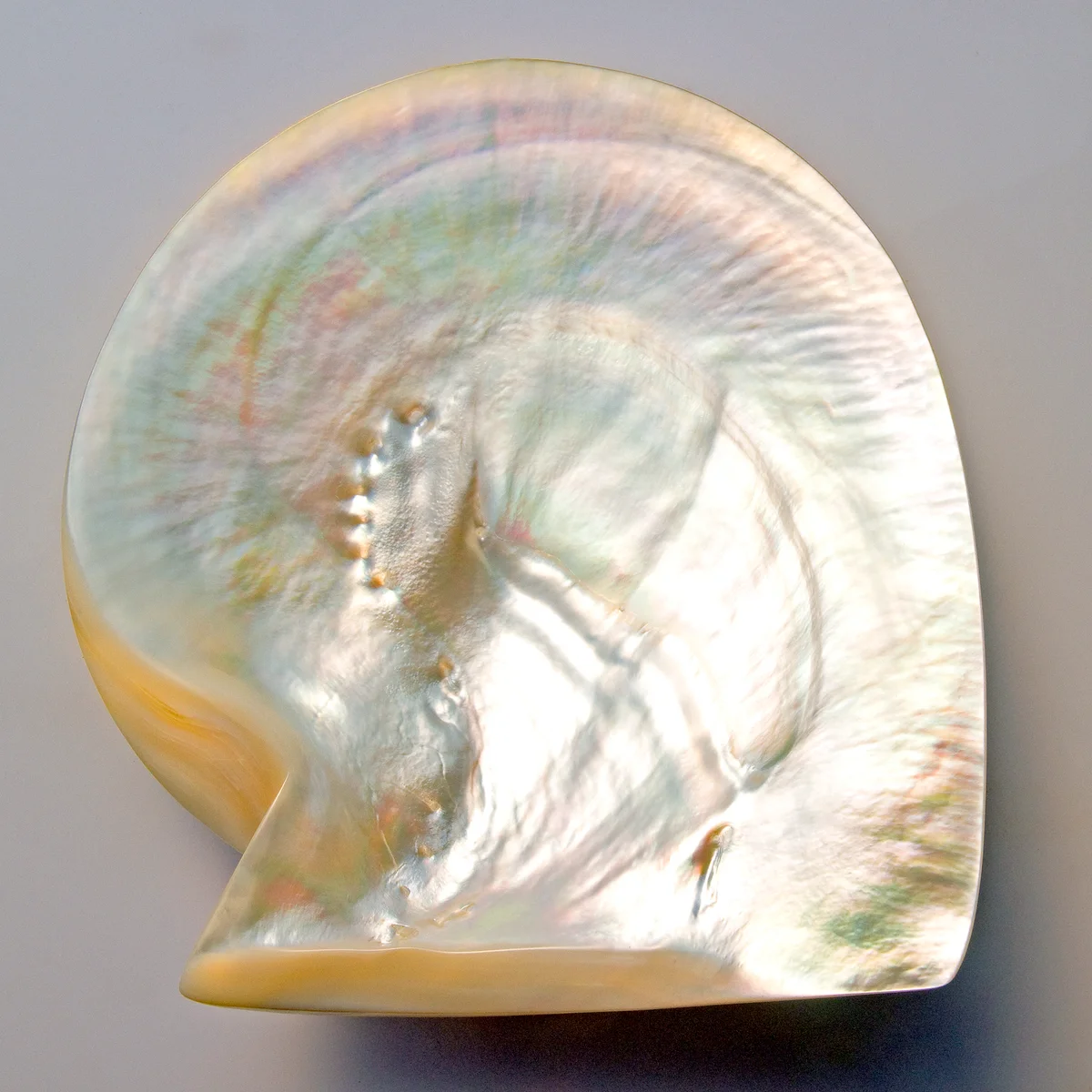 Pearls shell, riches, mother of pearl