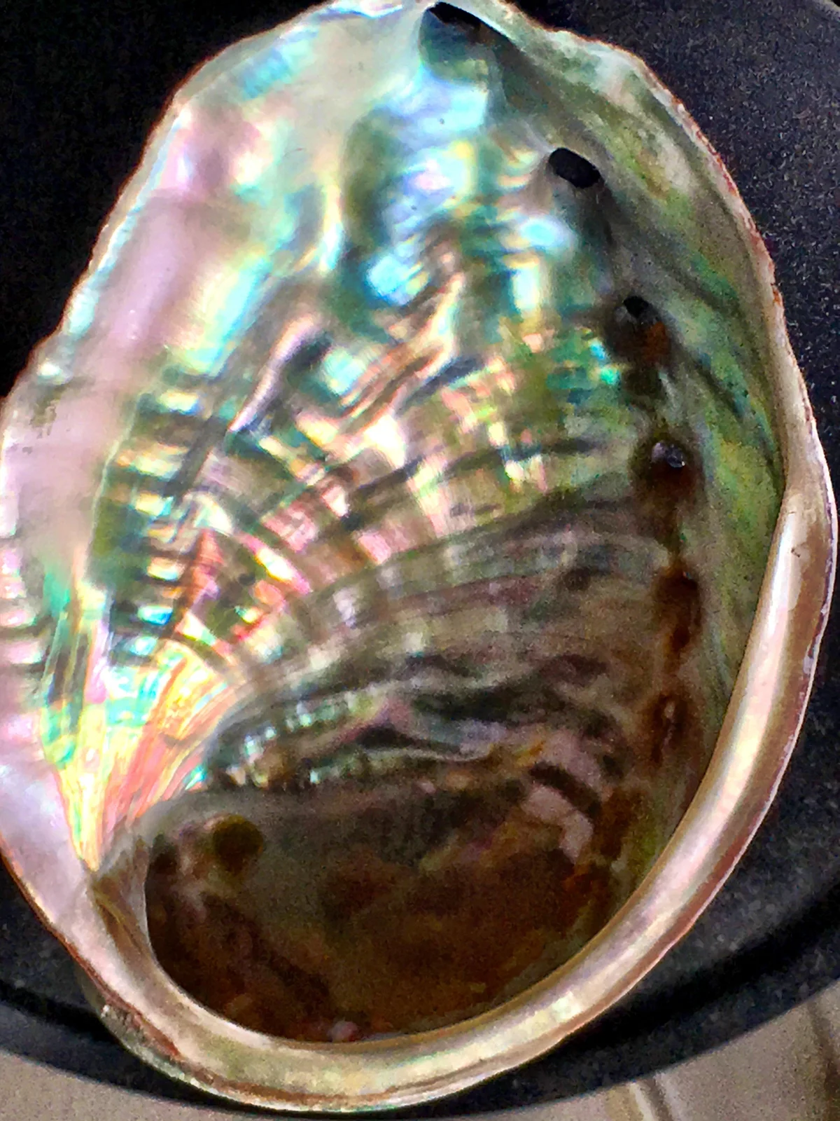 Ormer shell: Haliotis sp. Inside showing mother of pearl