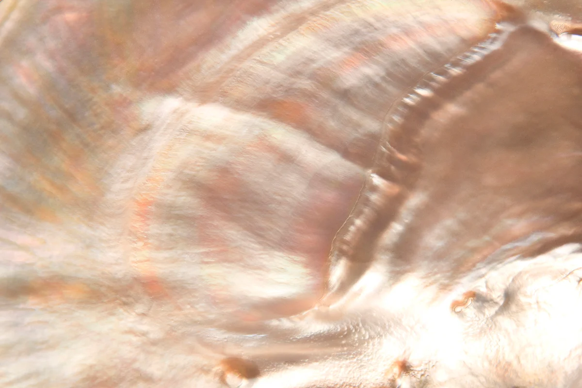 Pearls shell, riches, mother of pearl, nature, inner beauty