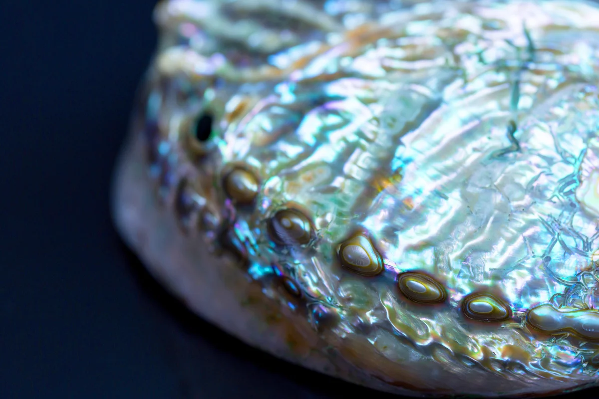 Abalone shell close-up