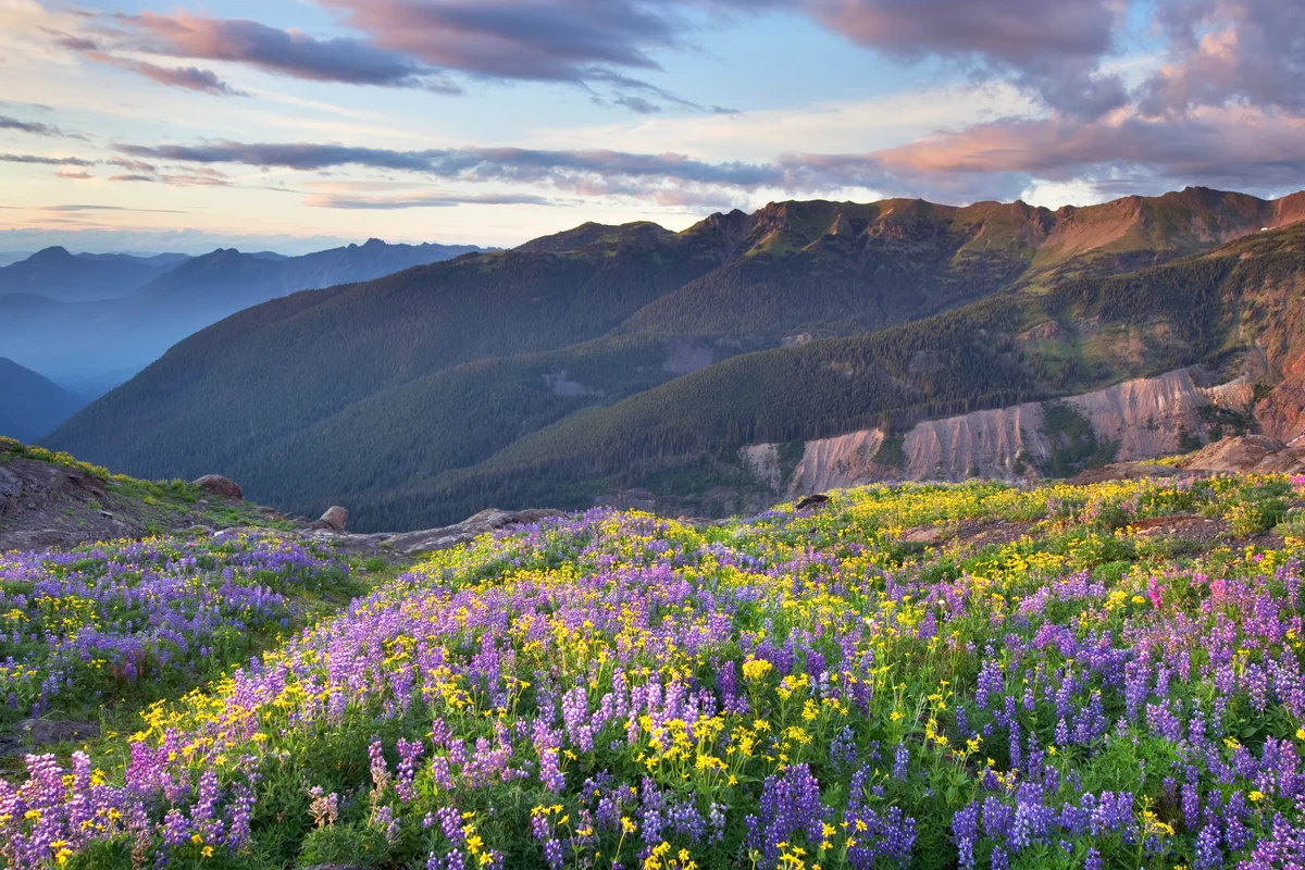 Meadows of Heliotrope Ridge North Cascades
