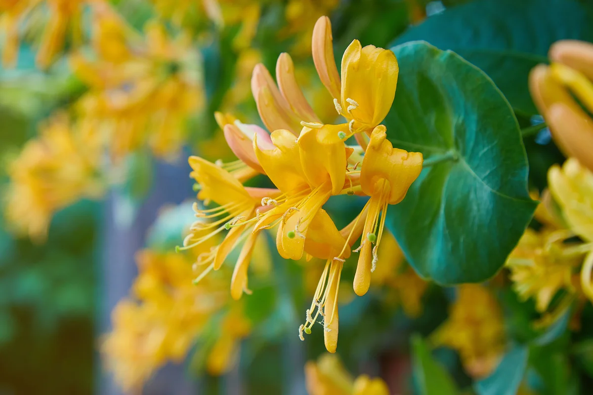 Blooming honeysuckle Bush