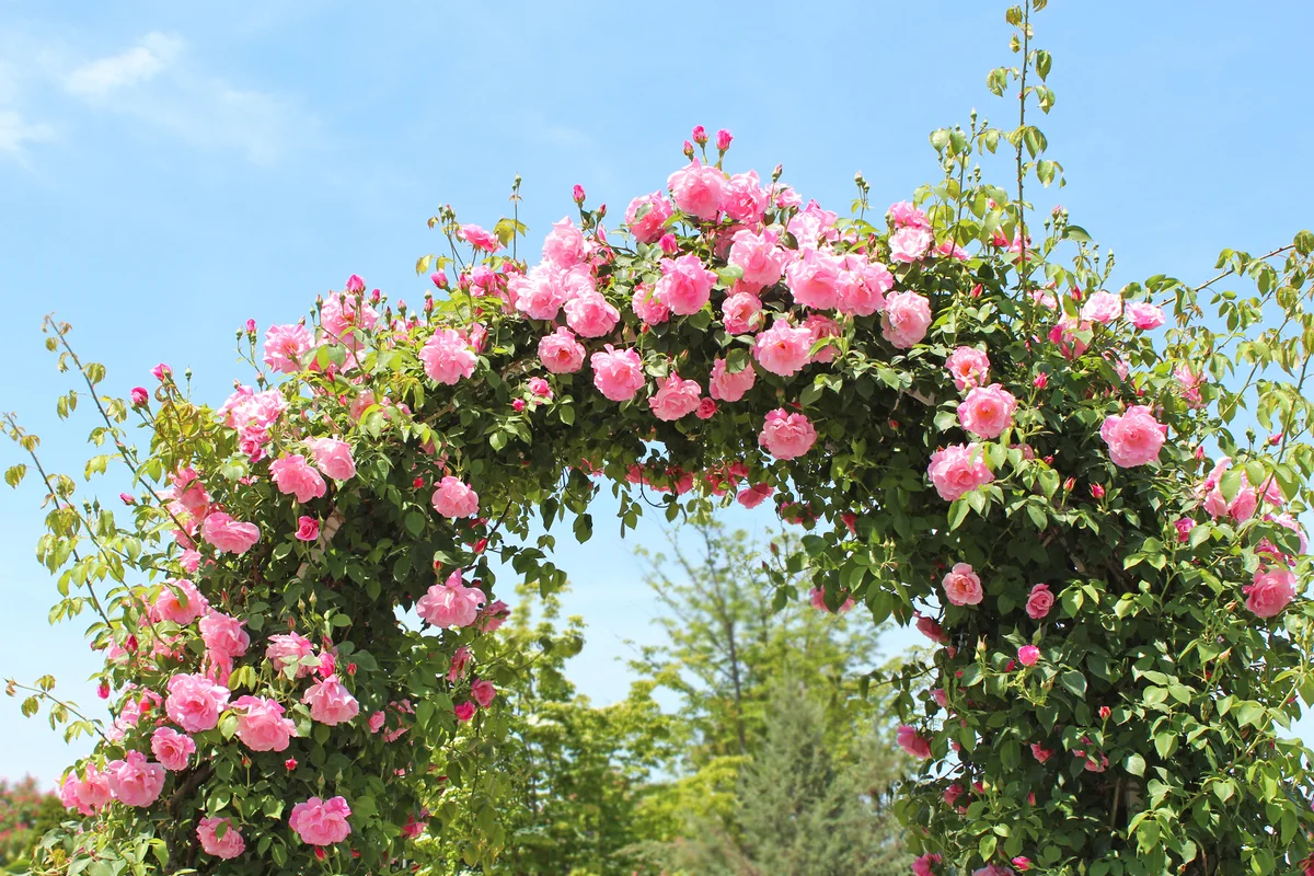 Rose arch in garden