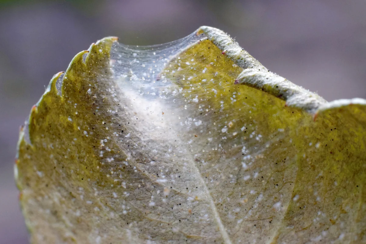 Spider mite colony