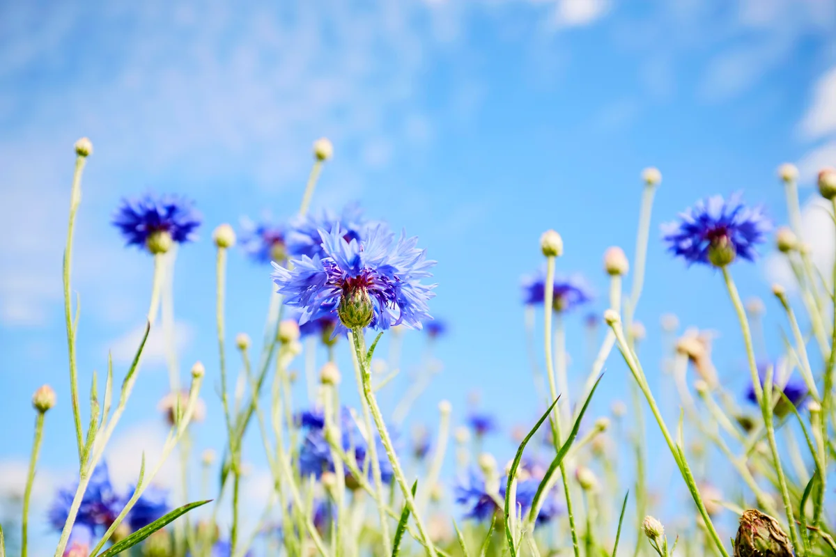 Low angle view of a field of cornflowers against blue sky in summer