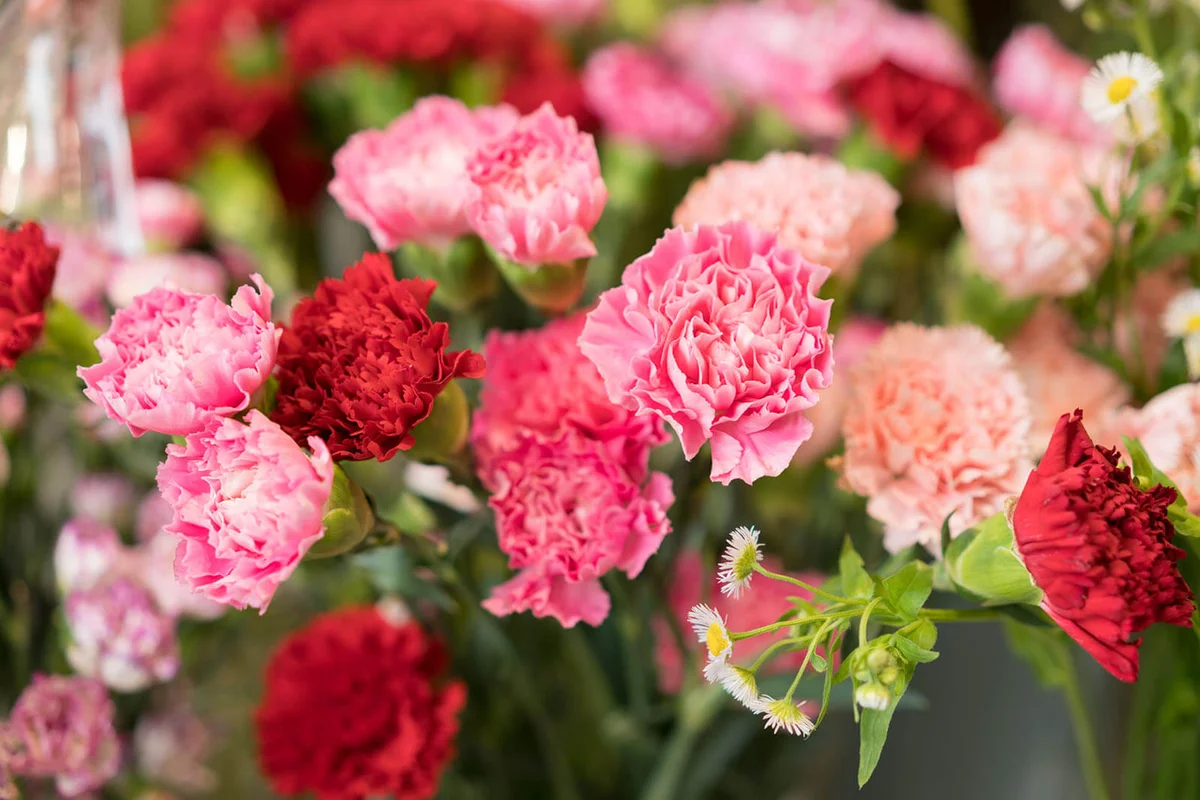 Pink carnation