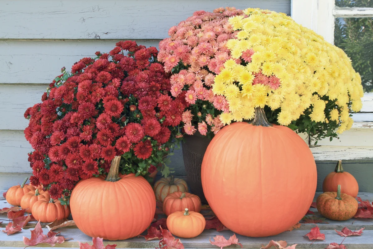 Thanksgiving pumpkins and red, yellow and pink fall mums