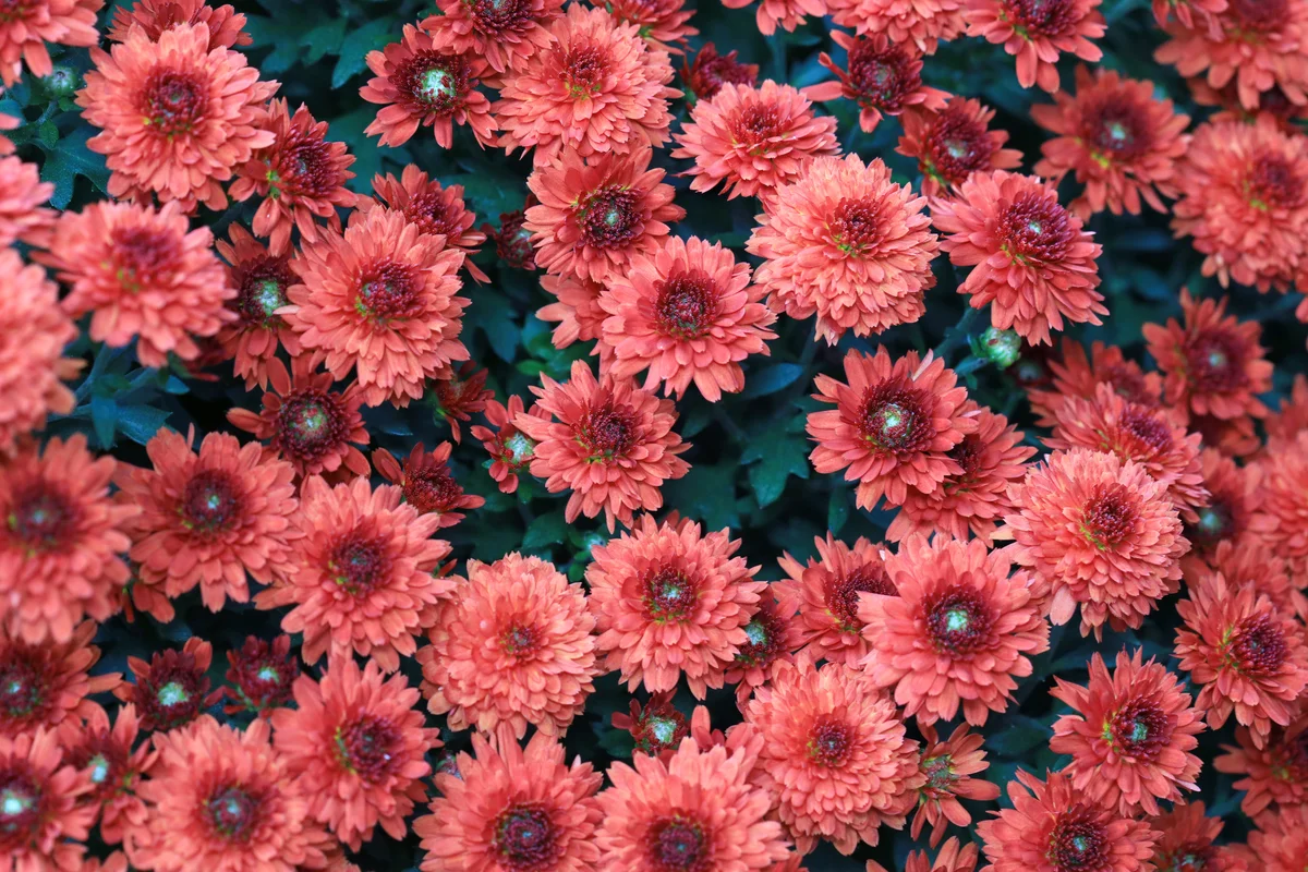 Mum Flowers in autumn bloom