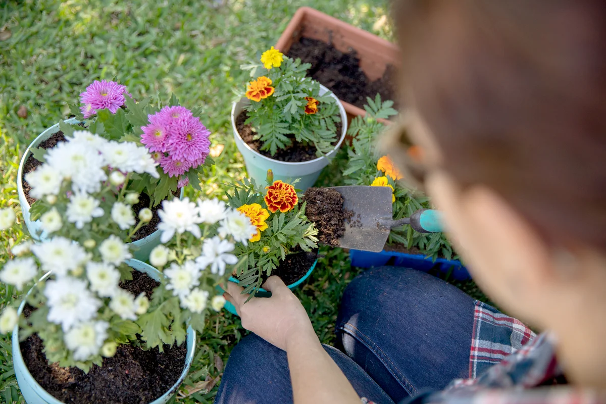 Young woman planting flowers in pot plants