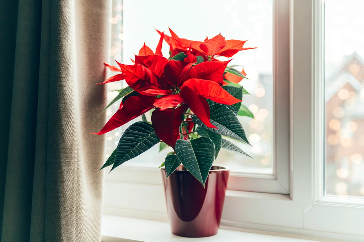 Christmas Poinsettia In Ceramic Pot