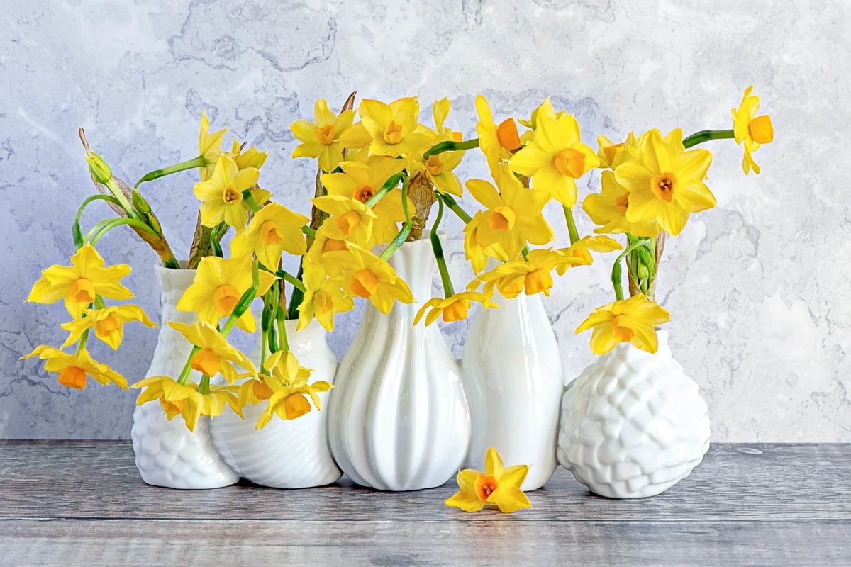 Narcissus flowers in vases