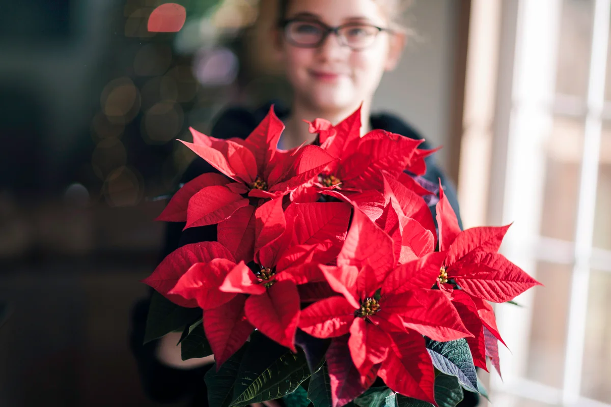 Girl holding christmas poinsettia in living room