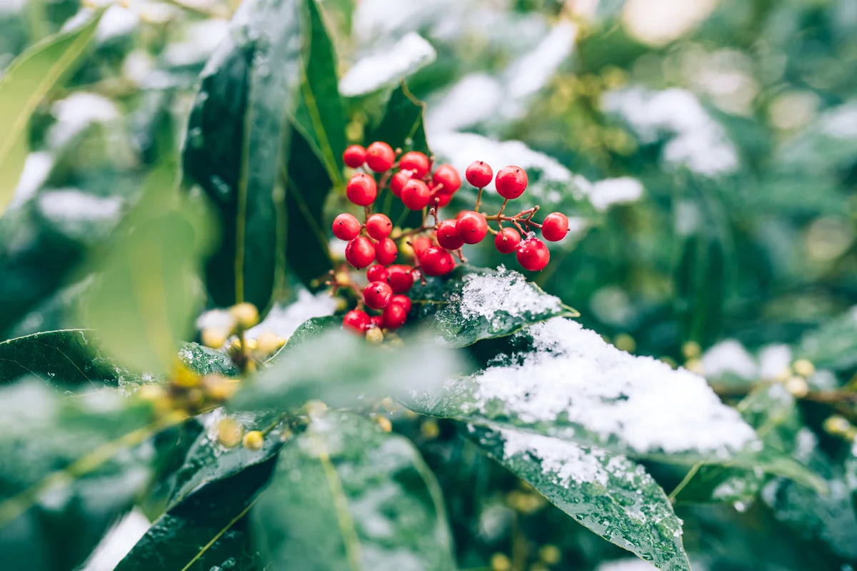 Green leaves and red berries under the first snow
