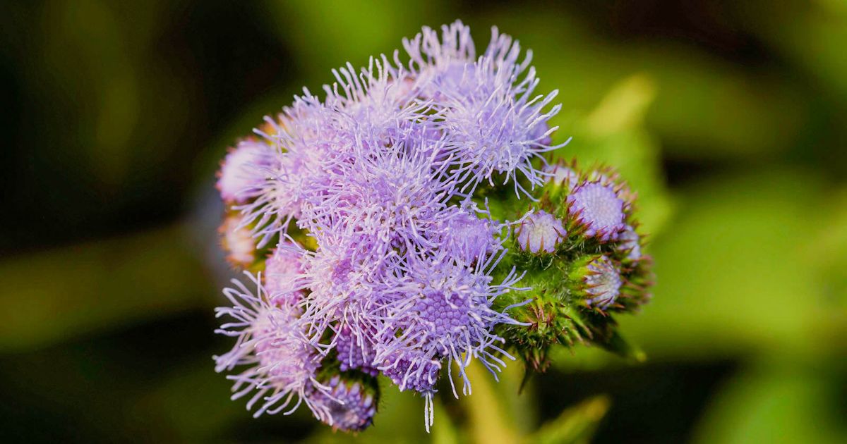 Ageratum: A Guide to Growing and Caring for the Floss Flower