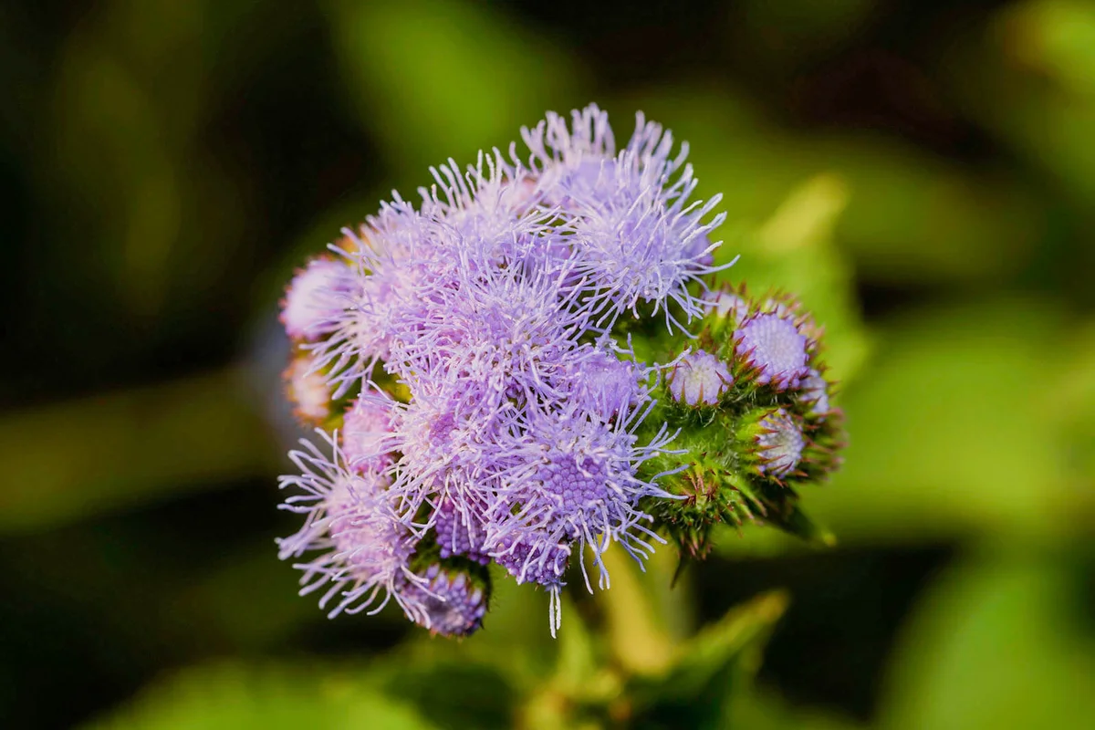 purple blossoms on a native plant against a blurred background