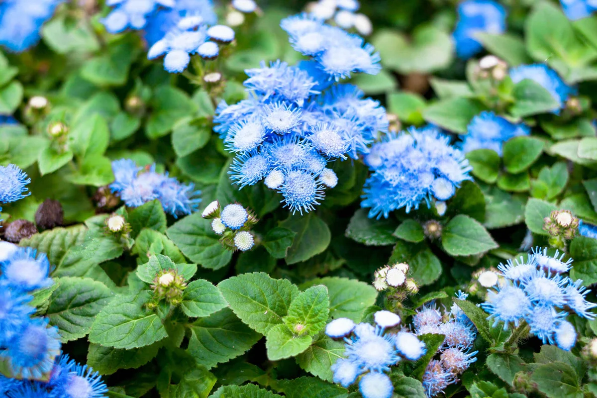 Ageratum littoral, billy goat weed, chick weed, goat weed, white weed, plant in a flower bed