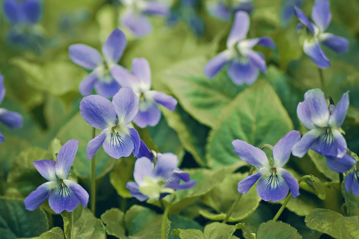 Close up of wild violets in spring