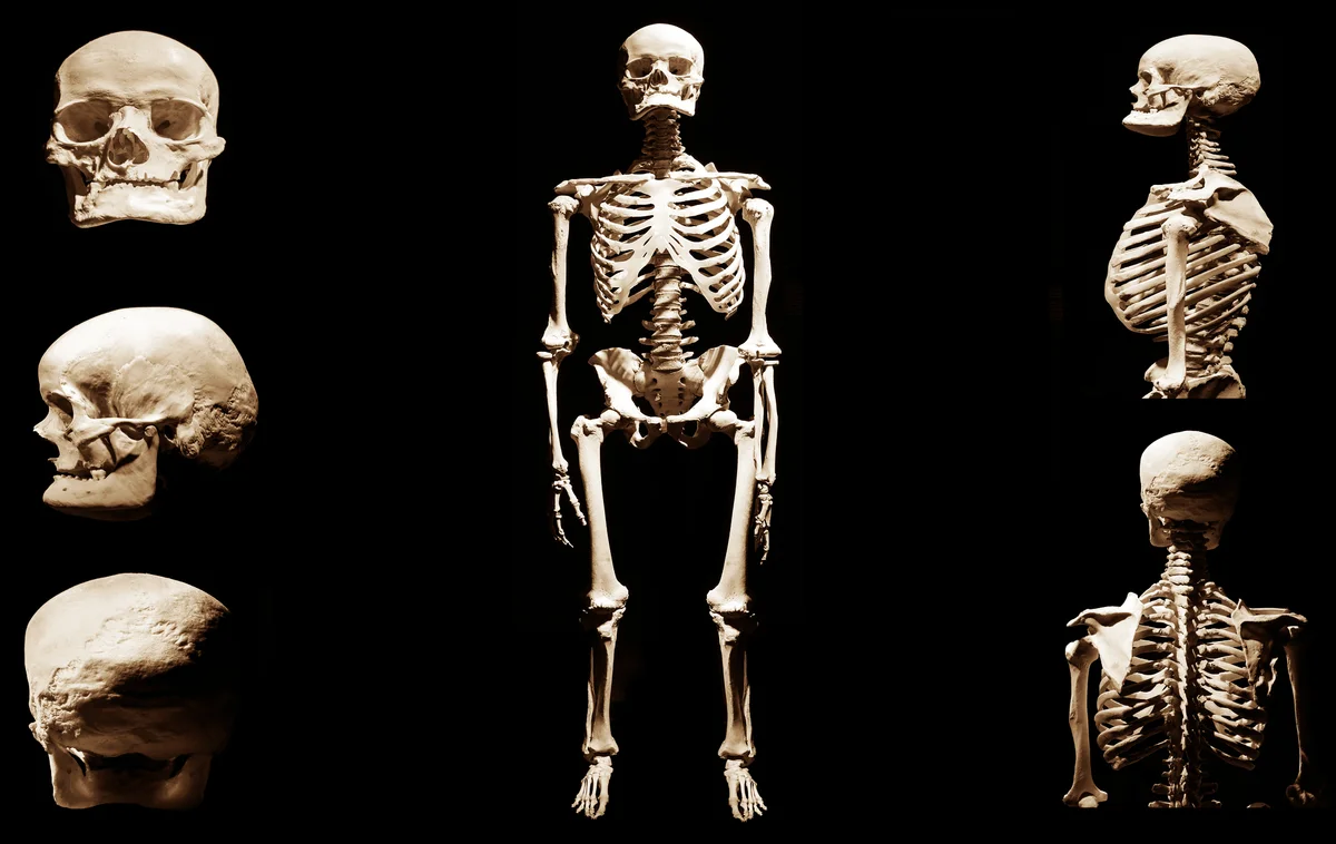 Human skeleton anatomical death