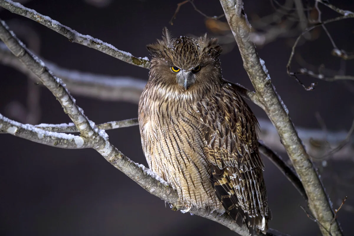 The Blakiston's fish owl