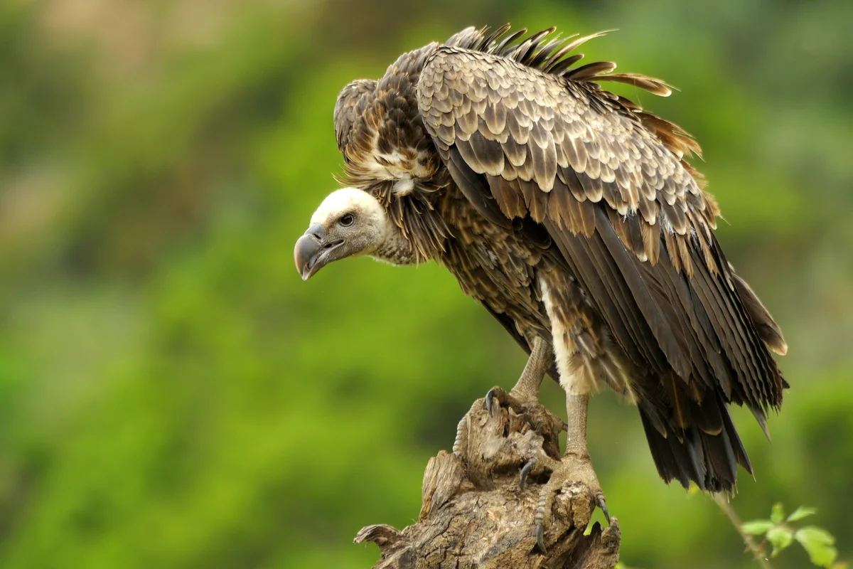 Vulture sitting on tree steam